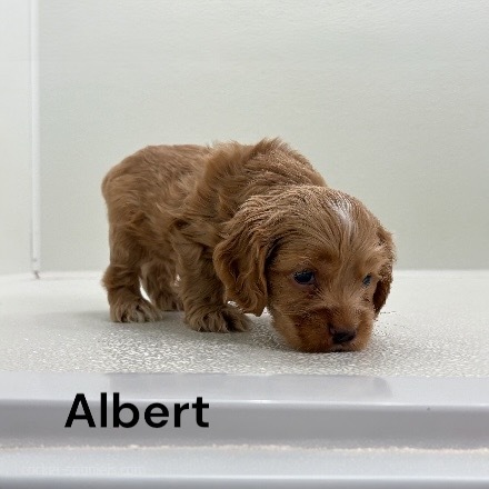 puppy, for, sale, Cocker Spaniel, Joe & Cherri  Overlease, dog, breeder, Miller, MO, dog-breeder, puppy-for-sale, forsale, nearby, find, puppyfind, locator, puppylocator, aca